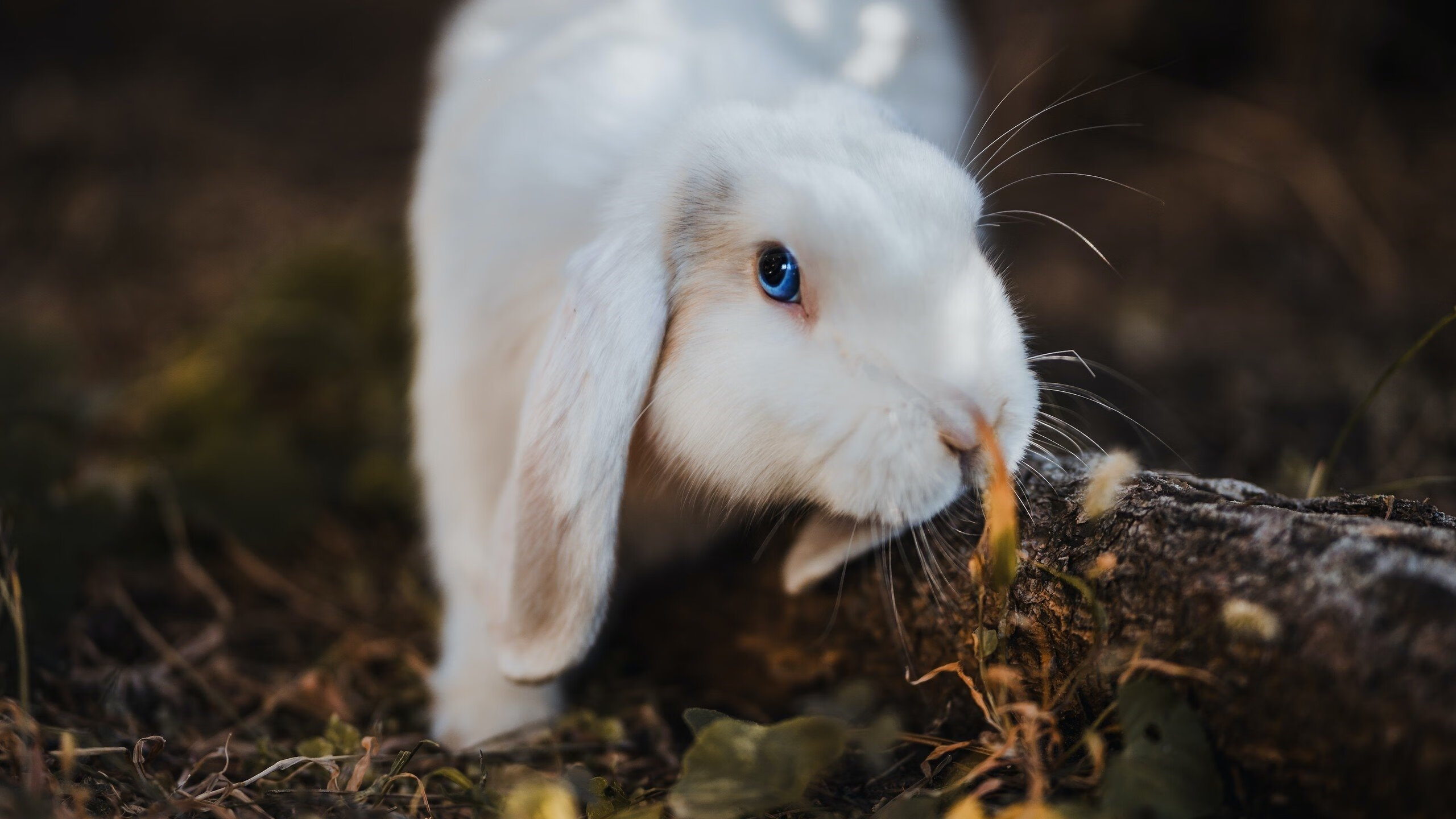 开云体育网页入口-NBA纪录追逐：本赛季谁有望打破最多纪录？，nba各大记录