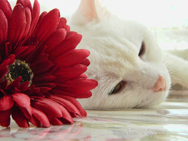 开云中国大陆-女足教练员培训班开班，提升执教能力，女足教练团队